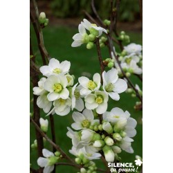 CHAENOMELES speciosa...