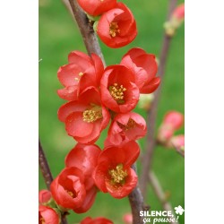CHAENOMELES speciosa...
