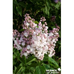 SYRINGA vulgaris 'Belle de...