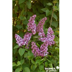 SYRINGA vulgaris 'Belle de...