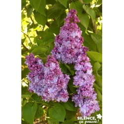 SYRINGA vulgaris 'Katherine...