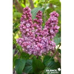 SYRINGA vulgaris Kindy...