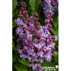SYRINGA vulgaris 'P.P....
