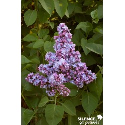 SYRINGA vulgaris 'President...