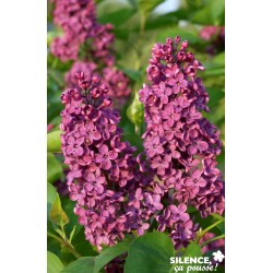 SYRINGA vulgaris 'Souvenir...