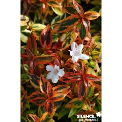 ABELIA grandiflora...