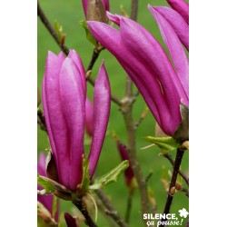 Magnolia Susan Tfe-C4.5L