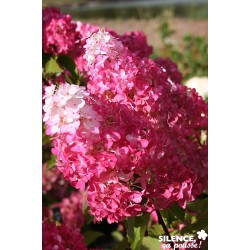 HYDRANGEA paniculata Fraise...