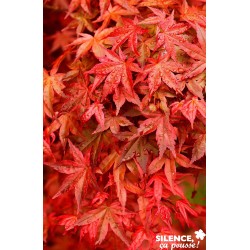 ACER palmatum 'Deshojo' FF...