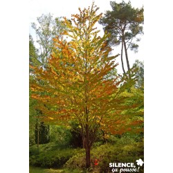 CERCIDIPHYLLUM japonicum FF...