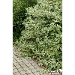CORNUS alba 'Elegantissima'...