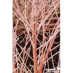 CORNUS sanguinea 'Midwinter...