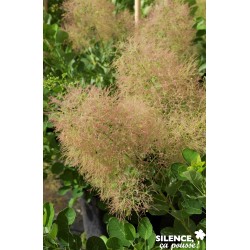 COTINUS coggygria 'Young...