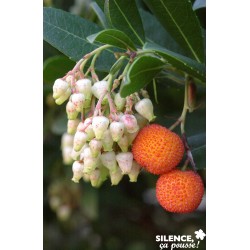ARBUTUS unedo 'Atlantic' FF...
