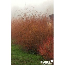 SALIX pendulina...