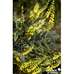 MAHONIA 'Winter Sun' FF...