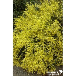 CYTISUS praecox 'Allgold'...