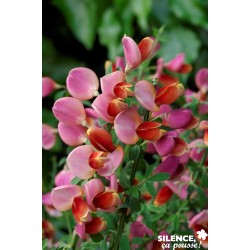 CYTISUS burkwoodii FF...