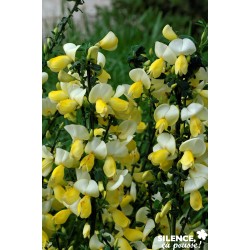 CYTISUS scoparius 'Luna' FF...