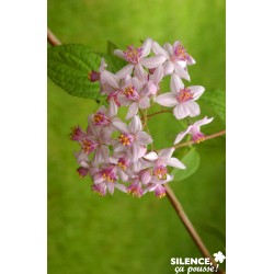 DEUTZIA 'Mont Rose' FF...