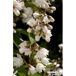 DEUTZIA crenata 'Pride Of...