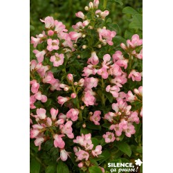 ESCALLONIA 'Apple Blossom'...