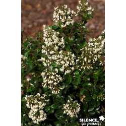 ESCALLONIA 'Iveyi' FF 60/80...