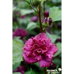 HIBISCUS syriacus French...