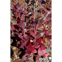 MYRTILLIER 'Patriot' C4.5L