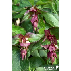 LEYCESTERIA formosa 'Purple...