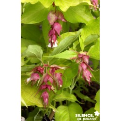 LEYCESTERIA formosa 'Golden...