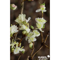 LONICERA fragrantissima FF...