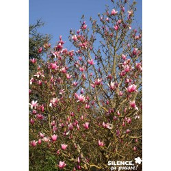 MAGNOLIA 'Star Wars' FF...