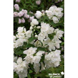 PHILADELPHUS 'Snowbelle' FF...