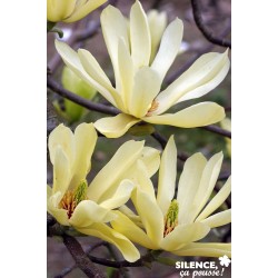 Magnolia Butterflies C4.5L