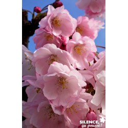 PRUNUS 'Accolade' FF 60/80...