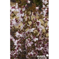 PRUNUS incisa 'Kojo-no-mai'...