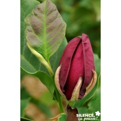 MAGNOLIA 'Genie' COV BALIV...