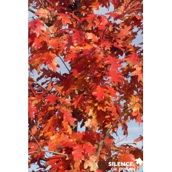 QUERCUS rubra FF BALIV...