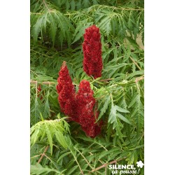 RHUS typhina 'Dissecta' FF...