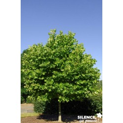 PLATANUS hispanica...