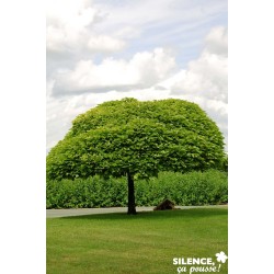 CATALPA bignonioides 'Nana'...