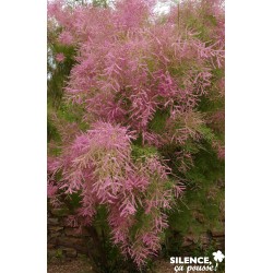 TAMARIX ramosissima FF...