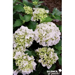 HYDRANGEA macrophylla...