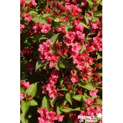 WEIGELA 'Bristol Ruby' FF...