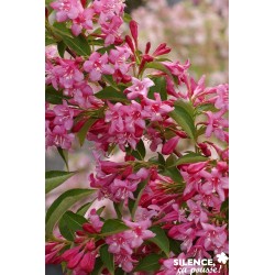 WEIGELA 'Stelzneri' FF...