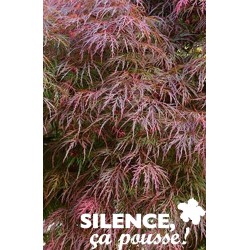 ACER dissectum 'Garnet' FF...