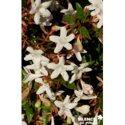 ABELIA grandiflora...