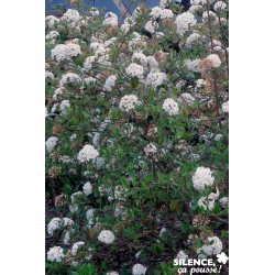 VIBURNUM burkwoodii FF...
