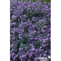 CEANOTHUS prostratus C2L-Rc